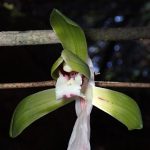 シュンランの花の高画質写真です。横浜市 青葉区 寺家ふるさと村で、2024年3月21日に撮影したものです。