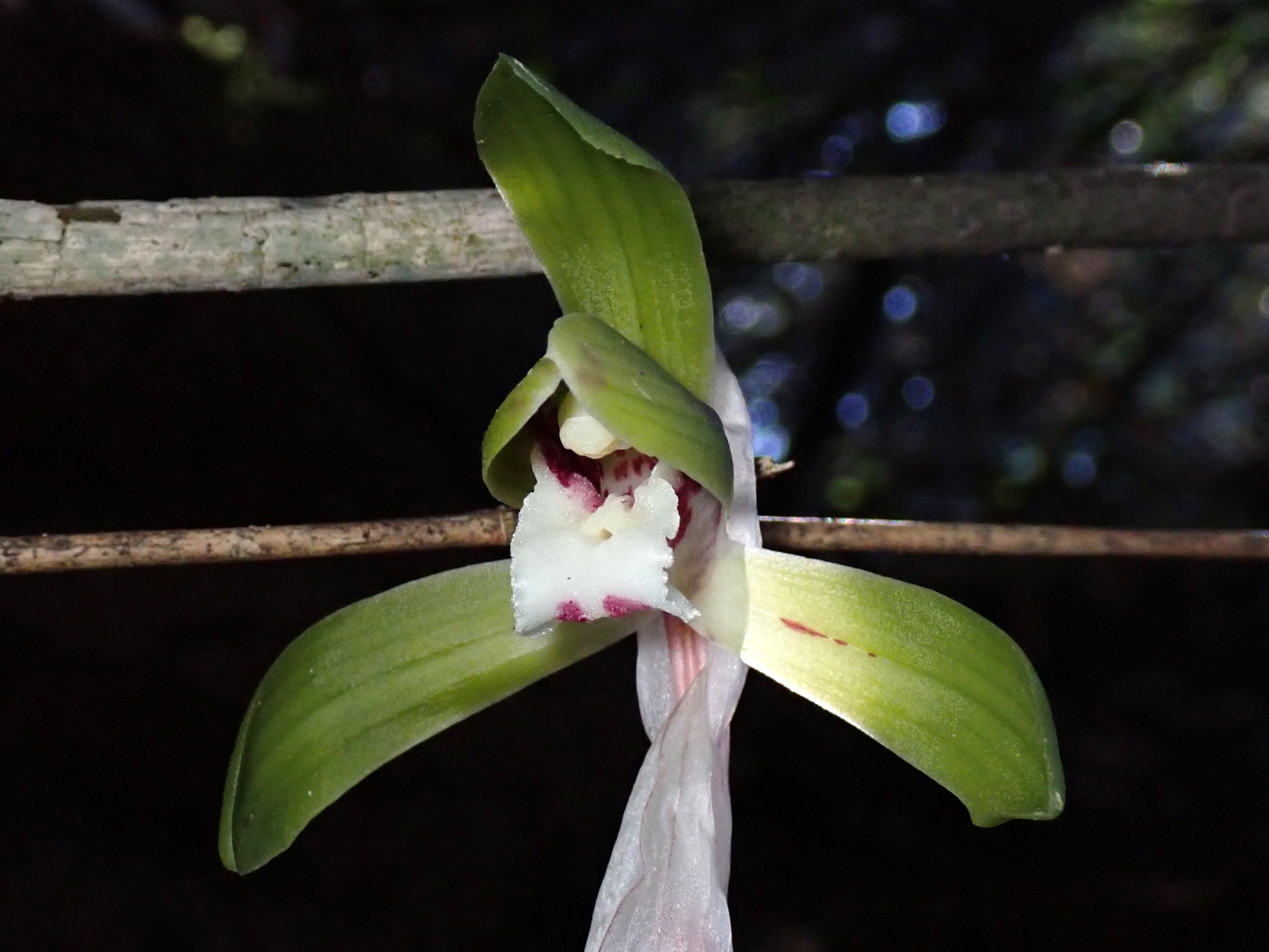 シュンランの花の高画質写真です。横浜市 青葉区 寺家ふるさと村で、2024年3月21日に撮影したものです。