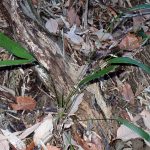 シュロの幼木の高画質写真です。横浜市 青葉区 寺家ふるさと村で、2024年3月9日に撮影したものです。