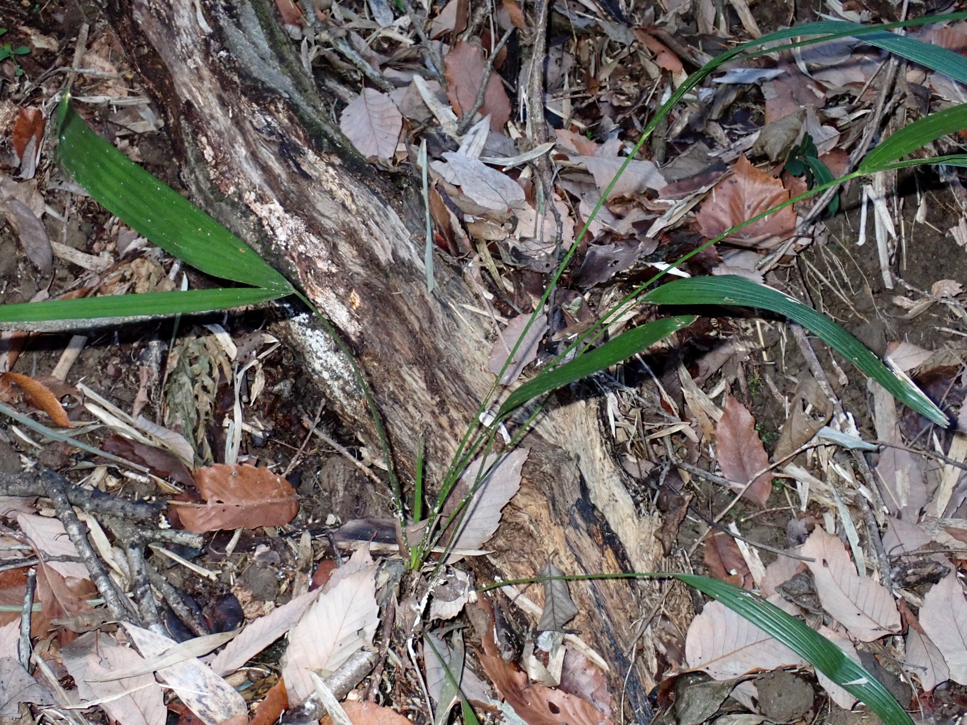 シュロの幼木の高画質写真です。横浜市 青葉区 寺家ふるさと村で、2024年3月9日に撮影したものです。