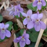 タチツボスミレの花の高画質写真です。三輪緑地で、2024年3月31日に撮影したものです。