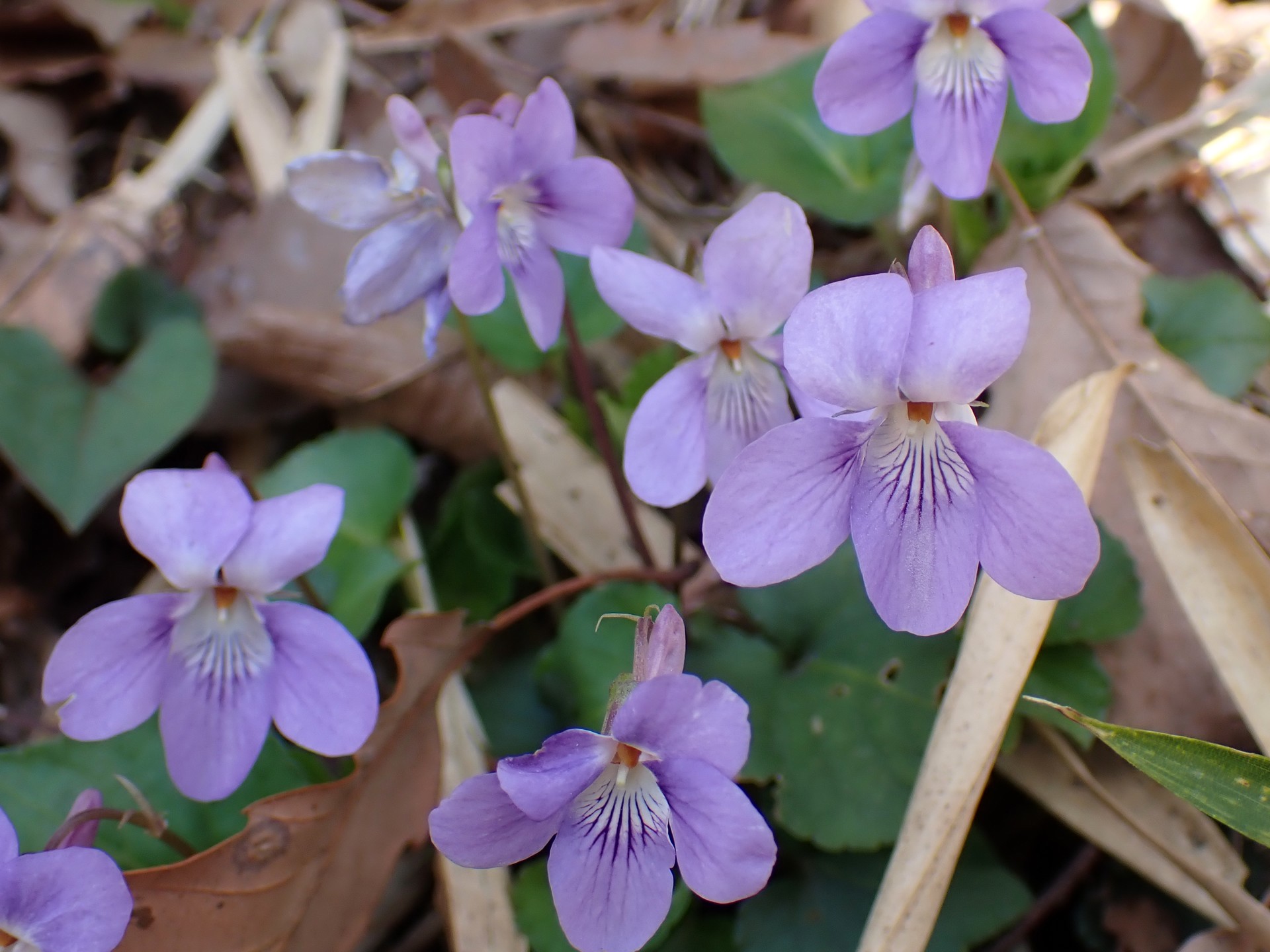 タチツボスミレの花の高画質写真です。三輪緑地で、2024年3月31日に撮影したものです。