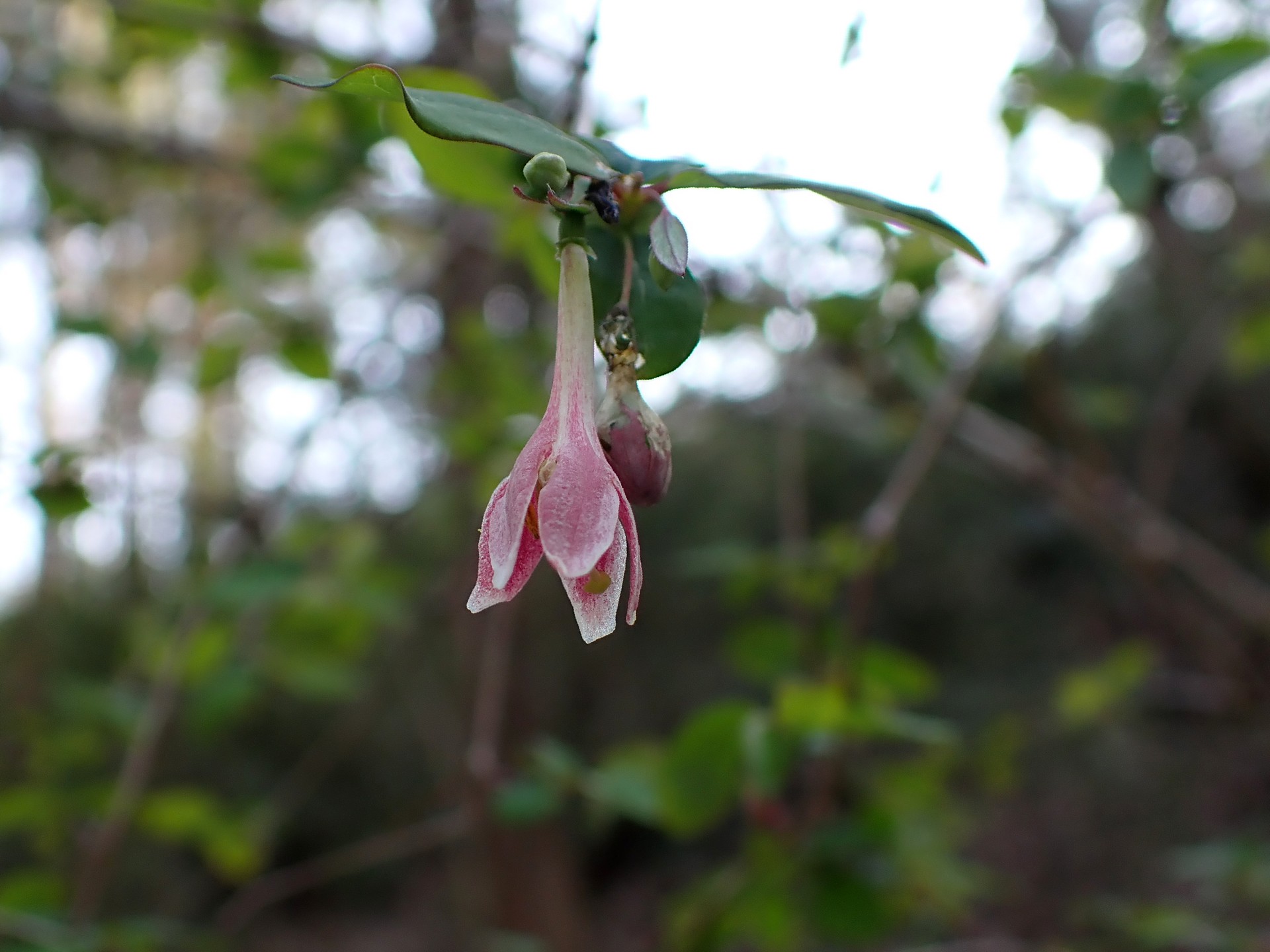 ウグイスカグラの花の高画質写真です。横浜市 青葉区 寺家ふるさと村で、2024年3月14日に撮影したものです。