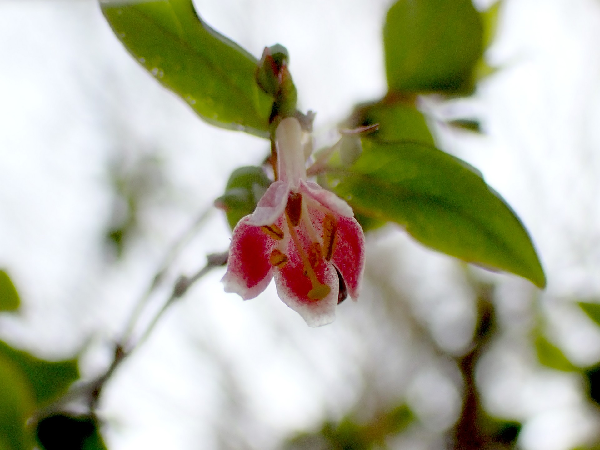 ウグイスカグラの花の高画質写真です。横浜市 青葉区 寺家ふるさと村で、2024年3月14日に撮影したものです。