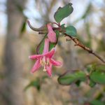 ウグイスカグラの花の高画質写真です。横浜市 青葉区 寺家ふるさと村で、2024年3月14日に撮影したものです。