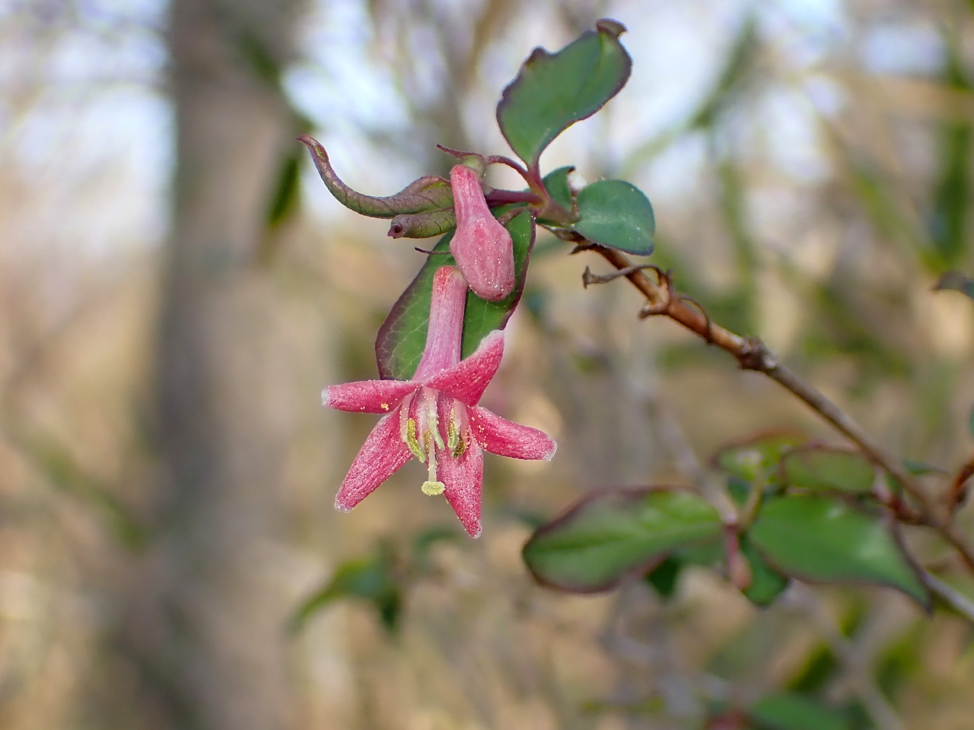 ウグイスカグラの花の高画質写真です。横浜市 青葉区 寺家ふるさと村で、2024年3月14日に撮影したものです。