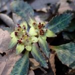 ヨゴレネコノメの花の高画質写真です。三輪緑地で、2024年3月13日に撮影したものです。