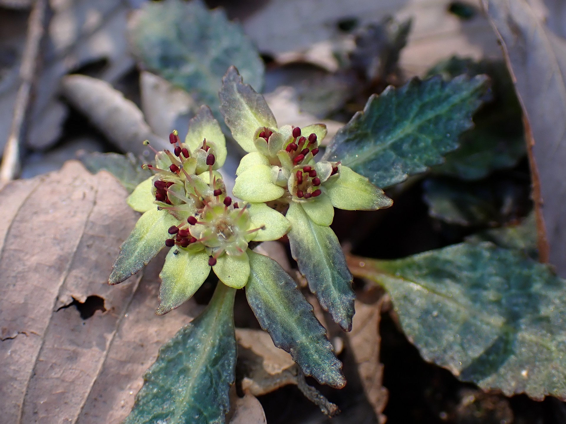 ヨゴレネコノメの花の高画質写真です。三輪緑地で、2024年3月13日に撮影したものです。