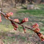 ヨウコウザクラのつぼみの高画質写真です。三輪緑地で、2024年3月13日に撮影したものです。