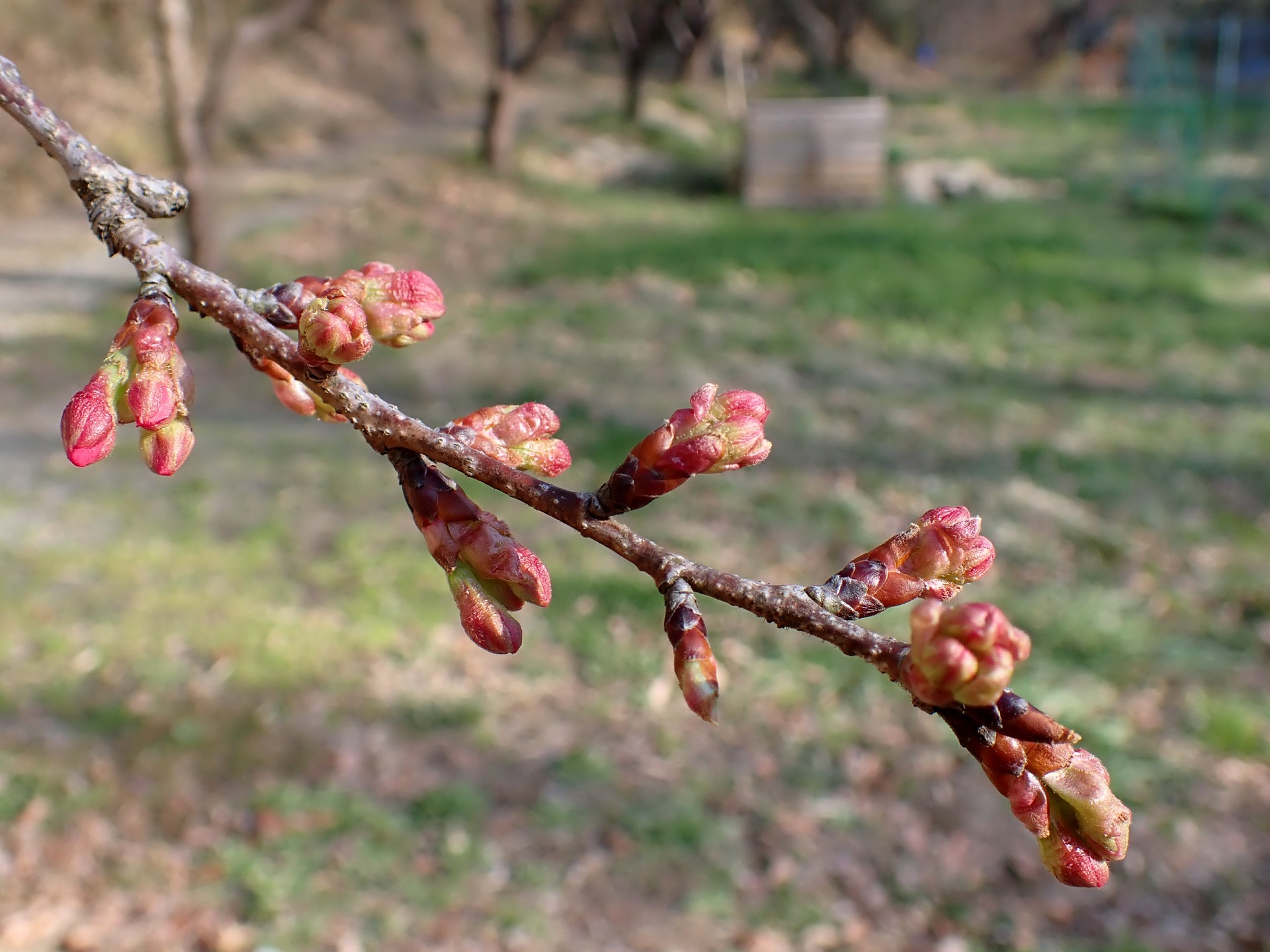 ヨウコウザクラのつぼみの高画質写真です。三輪緑地で、2024年3月13日に撮影したものです。
