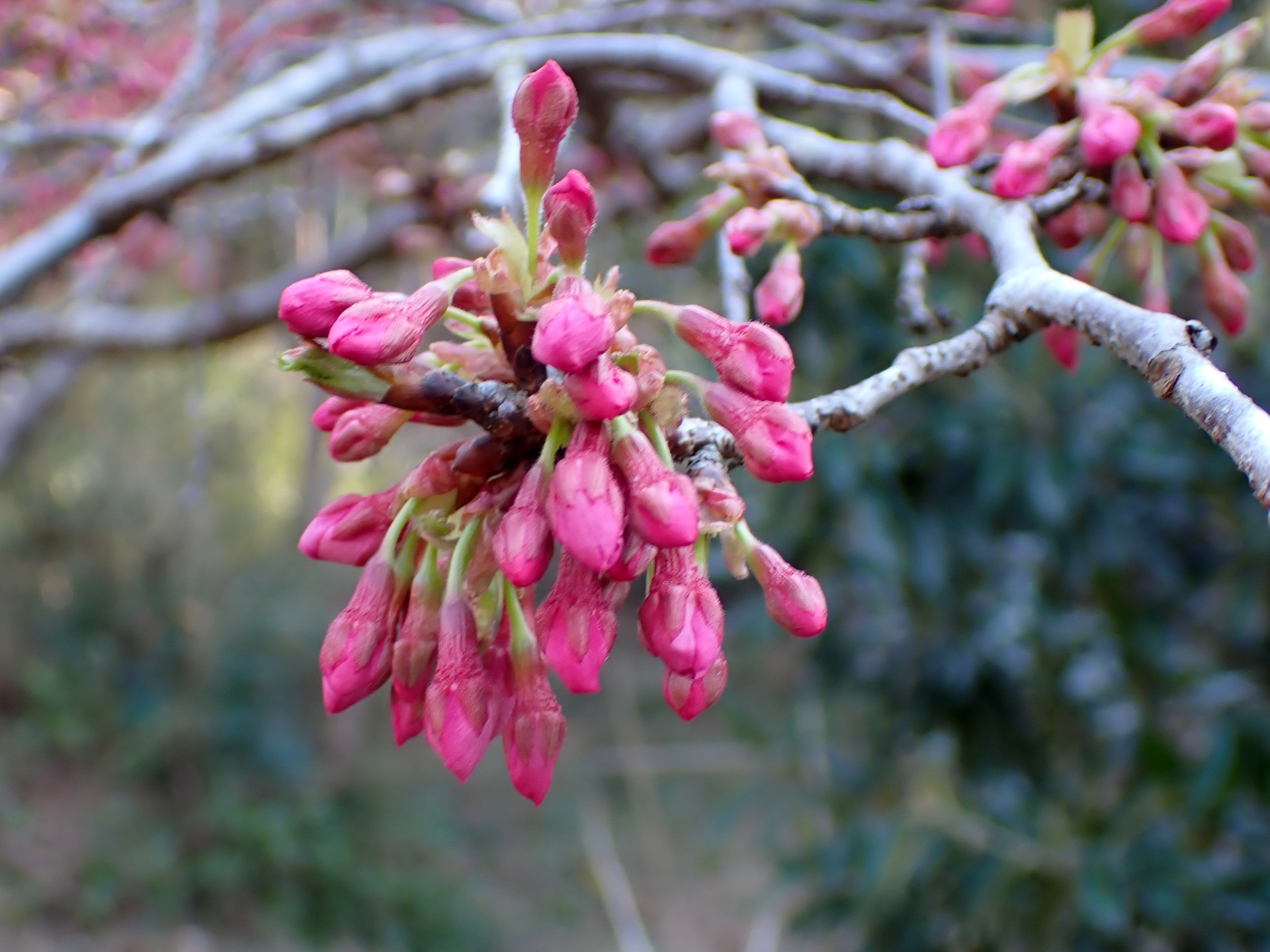 ヨウコウザクラのつぼみの高画質写真です。三輪緑地で、2024年3月13日に撮影したものです。