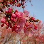 ヨウコウザクラの花の高画質写真です。三輪緑地で、2024年3月17日に撮影したものです。