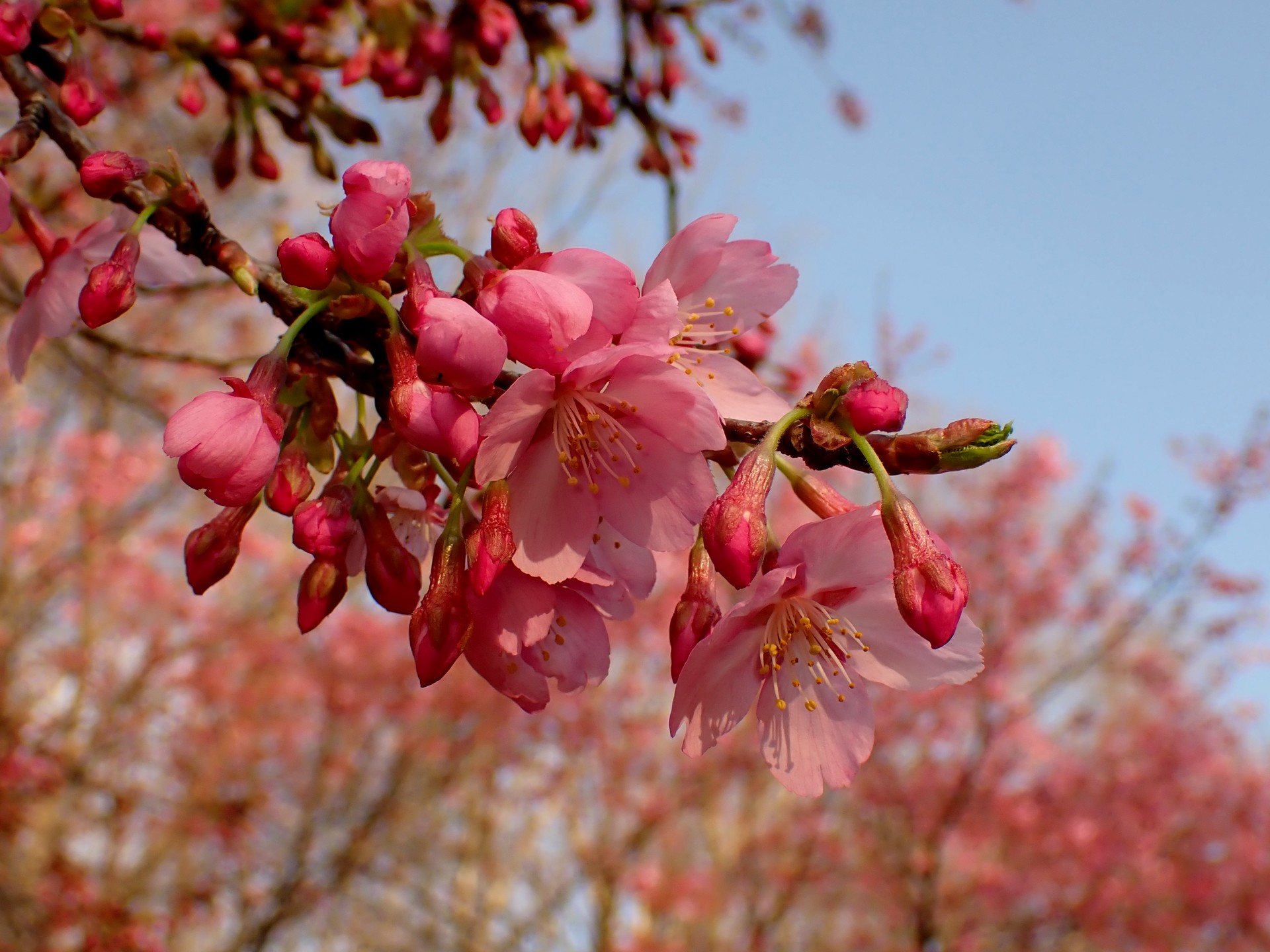 ヨウコウザクラの花の高画質写真です。三輪緑地で、2024年3月17日に撮影したものです。
