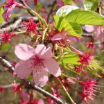 ヨウコウザクラの花の高画質写真です。三輪緑地で、2024年3月31日に撮影したものです。