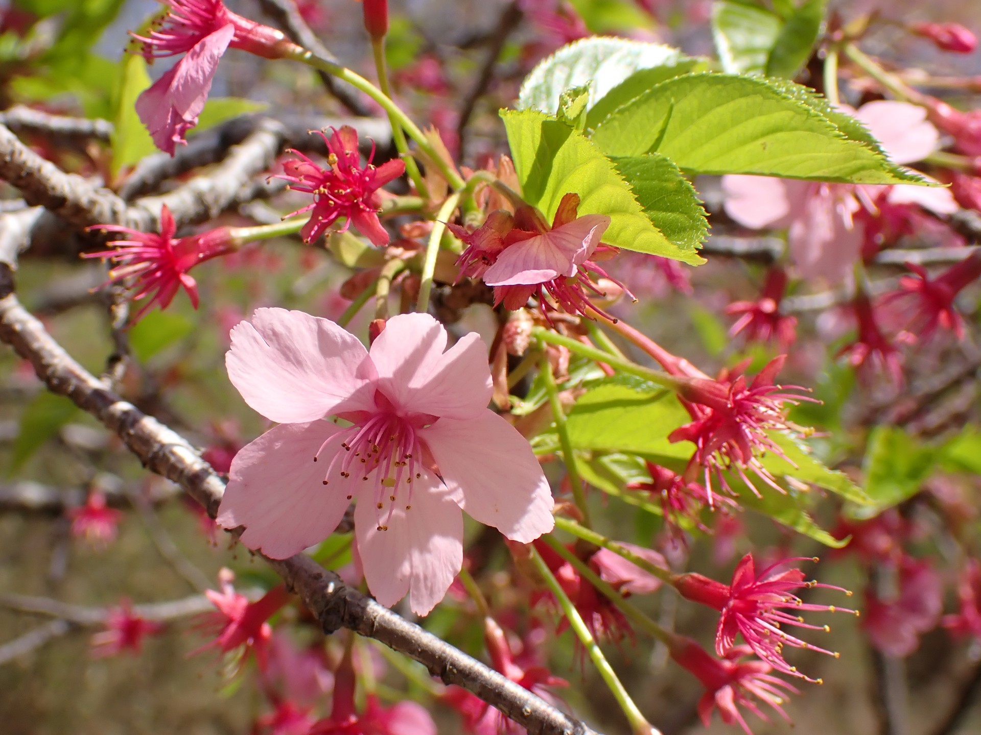 ヨウコウザクラの花の高画質写真です。三輪緑地で、2024年3月31日に撮影したものです。