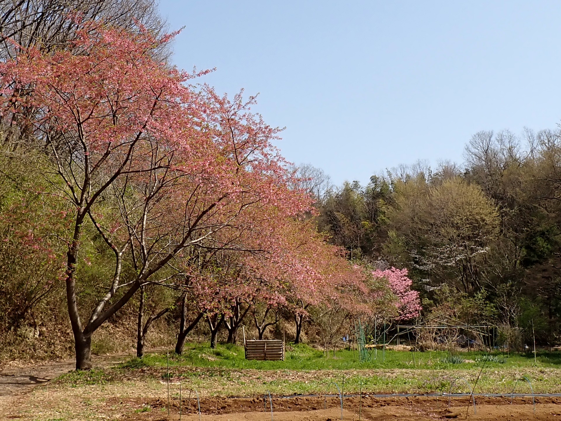 ヨウコウザクラの並木道の高画質写真です。三輪緑地で、2024年3月31日に撮影したものです。