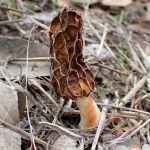 アミガサタケの高画質写真です。横浜市 青葉区 寺家ふるさと村付近で、2024年4月17日に撮影したものです。