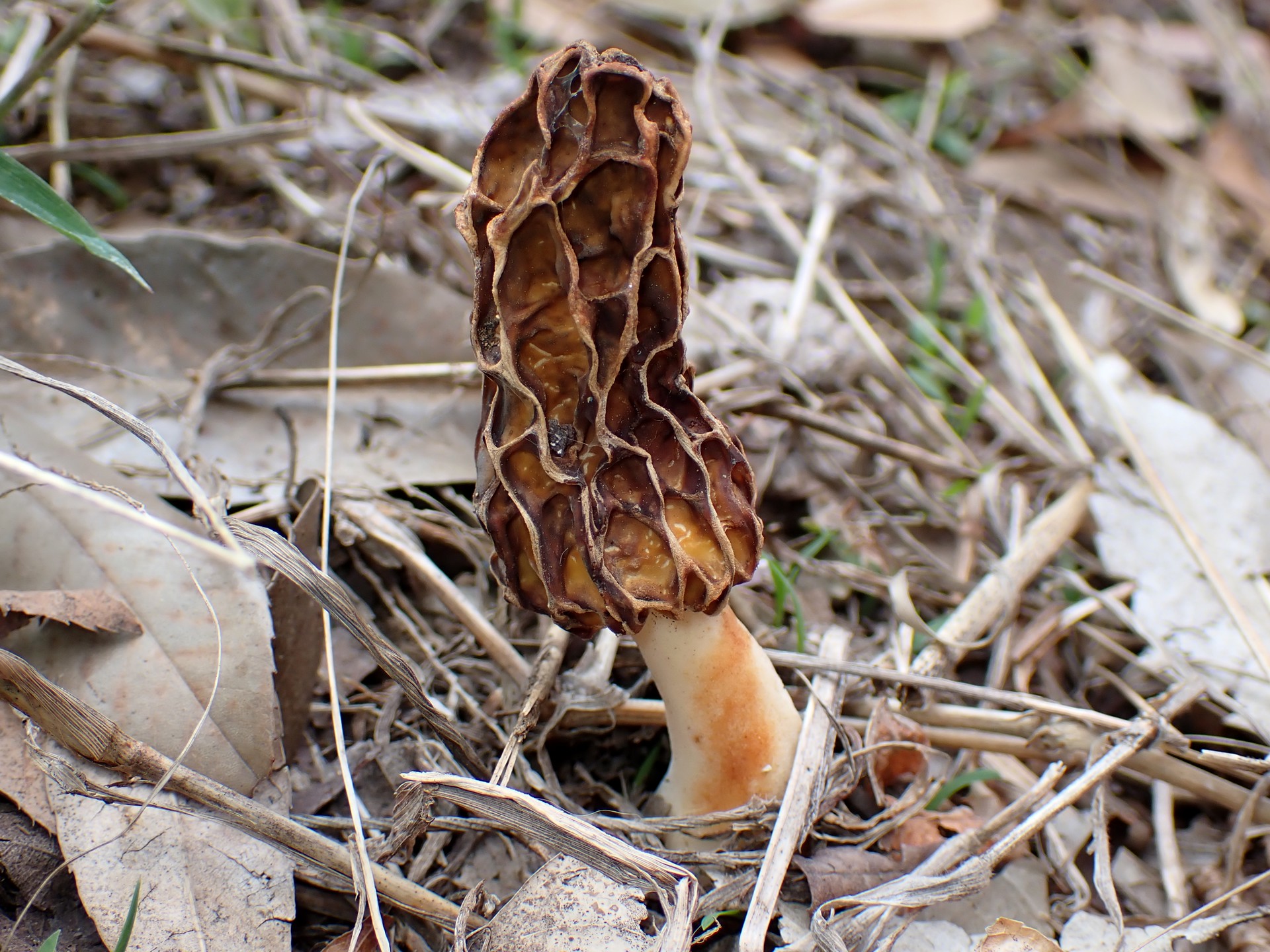 アミガサタケの高画質写真です。横浜市 青葉区 寺家ふるさと村付近で、2024年4月17日に撮影したものです。