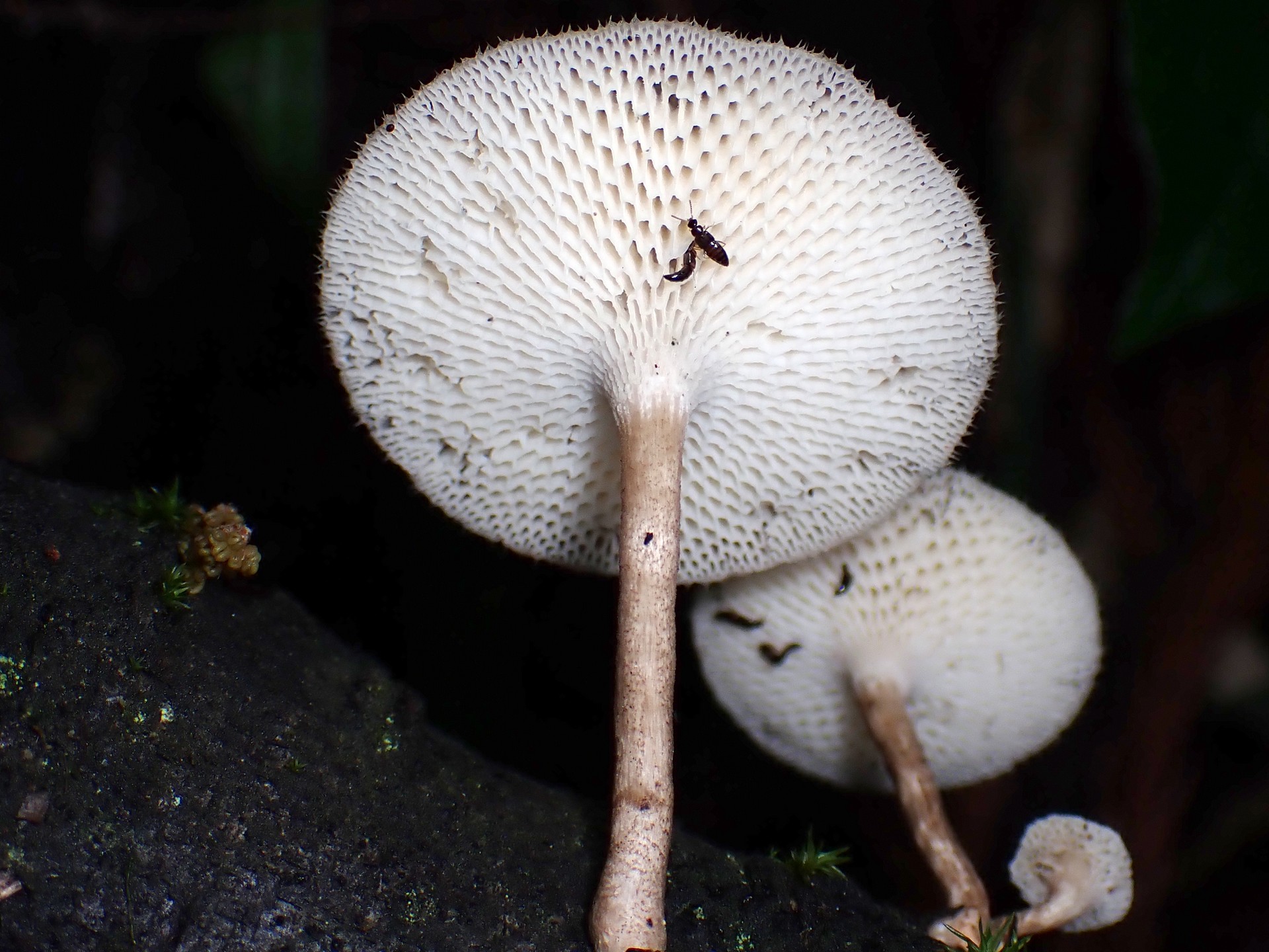 アミスギタケのカサの裏側の高画質写真です。横浜市 青葉区 寺家ふるさと村で、2024年4月23日に撮影したものです。