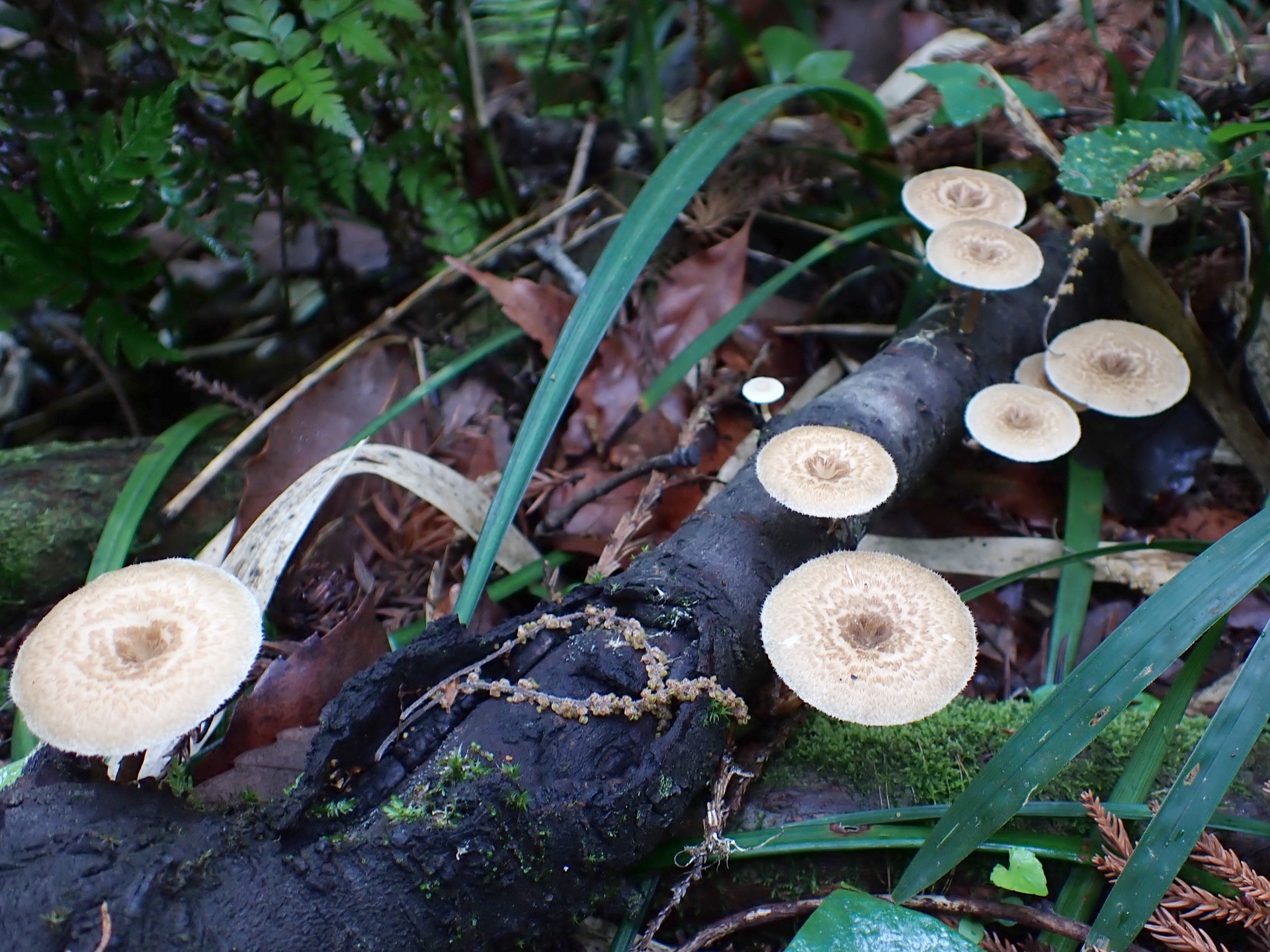アミスギタケの全体の高画質写真です。横浜市 青葉区 寺家ふるさと村で、2024年4月23日に撮影したものです。