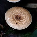 アミスギタケのカサの高画質写真です。横浜市 青葉区 寺家ふるさと村で、2024年4月23日に撮影したものです。