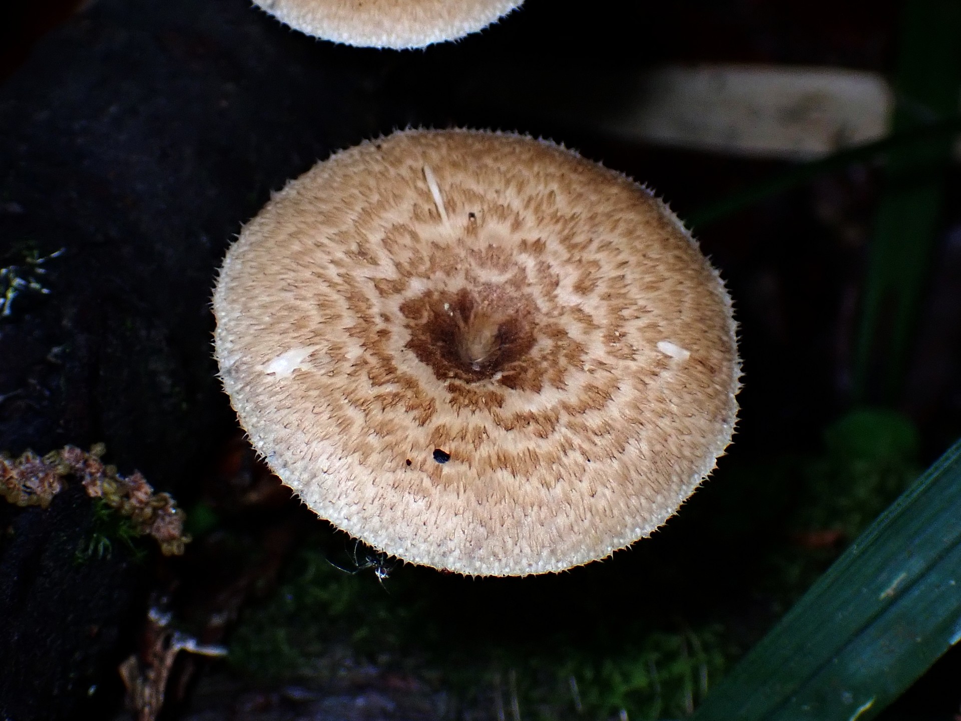 アミスギタケのカサの高画質写真です。横浜市 青葉区 寺家ふるさと村で、2024年4月23日に撮影したものです。