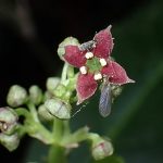 アオキの花の高画質写真です。横浜市 青葉区 寺家ふるさと村で、2024年4月1日に撮影したものです。