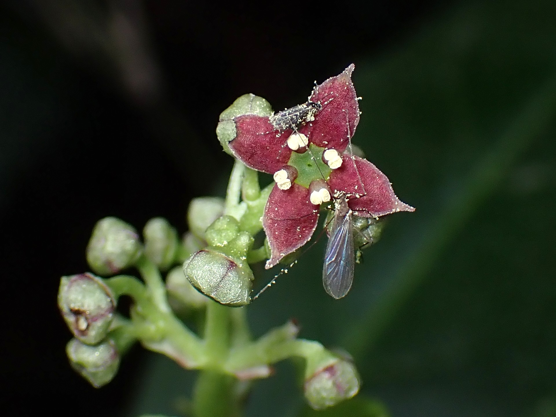アオキの花の高画質写真です。横浜市 青葉区 寺家ふるさと村で、2024年4月1日に撮影したものです。