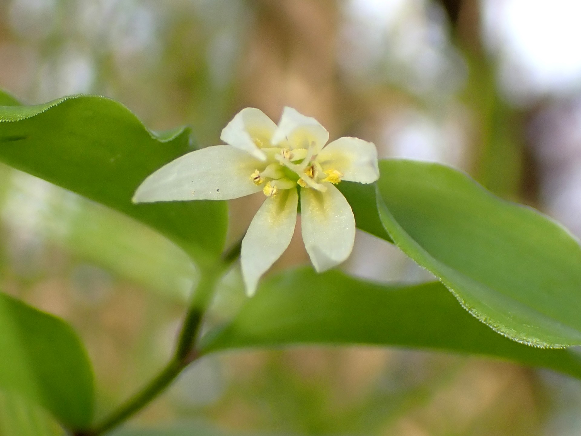 チゴユリの花の高画質写真です。横浜市 青葉区 寺家ふるさと村で、2024年4月12日に撮影したものです。