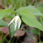 チゴユリの花と葉の高画質写真です。横浜市 青葉区 寺家ふるさと村で、2024年4月12日に撮影したものです。