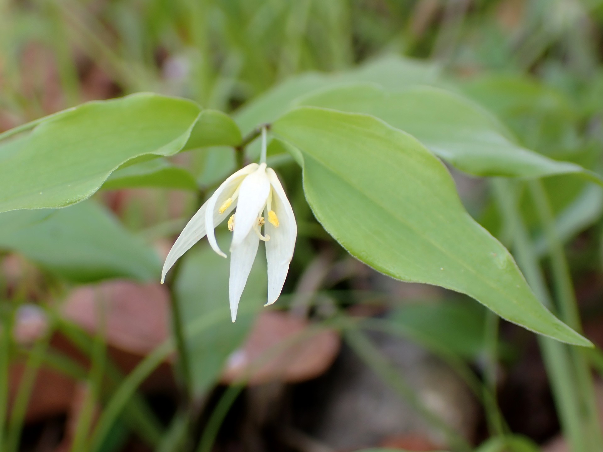チゴユリの花と葉の高画質写真です。横浜市 青葉区 寺家ふるさと村で、2024年4月12日に撮影したものです。
