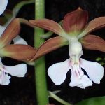 エビネの花の高画質写真です。横浜市 青葉区 寺家ふるさと村で、2024年4月25日に撮影したものです。