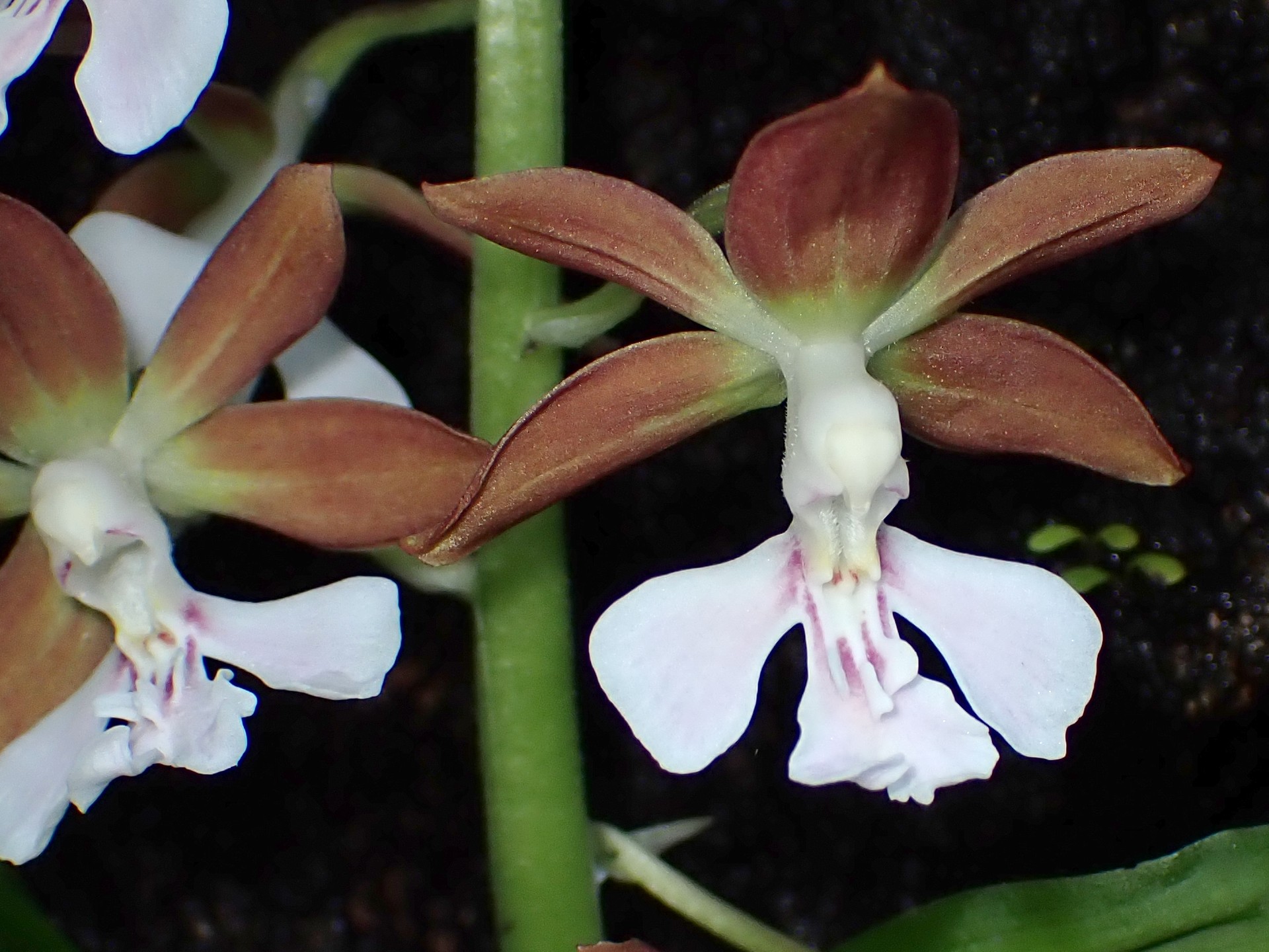 エビネの花の高画質写真です。横浜市 青葉区 寺家ふるさと村で、2024年4月25日に撮影したものです。