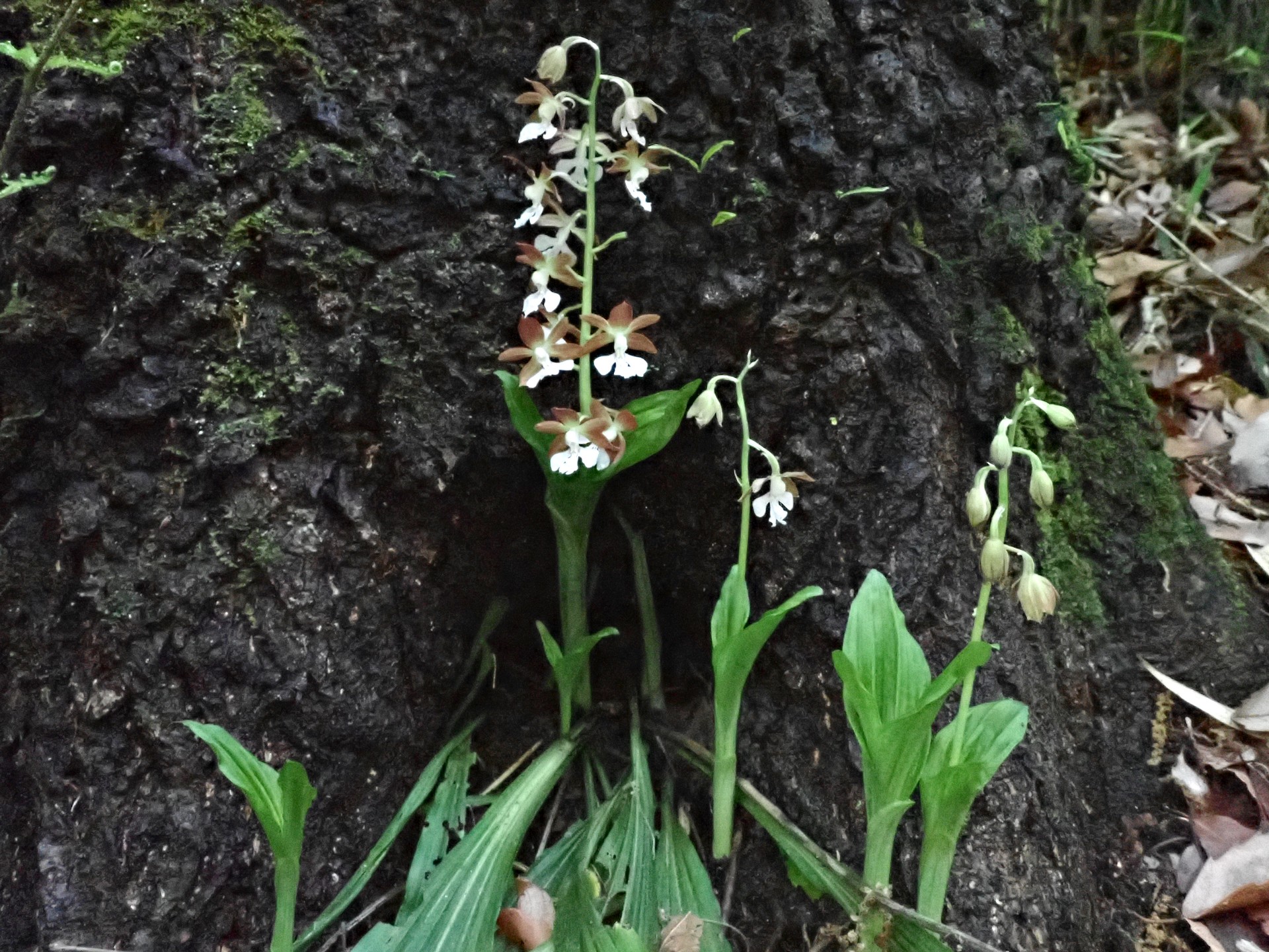 エビネの花の高画質写真です。横浜市 青葉区 寺家ふるさと村で、2024年4月25日に撮影したものです。