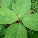 フタリシズカの花の高画質写真です。横浜市 青葉区 寺家ふるさと村で、2024年4月28日に撮影したものです。