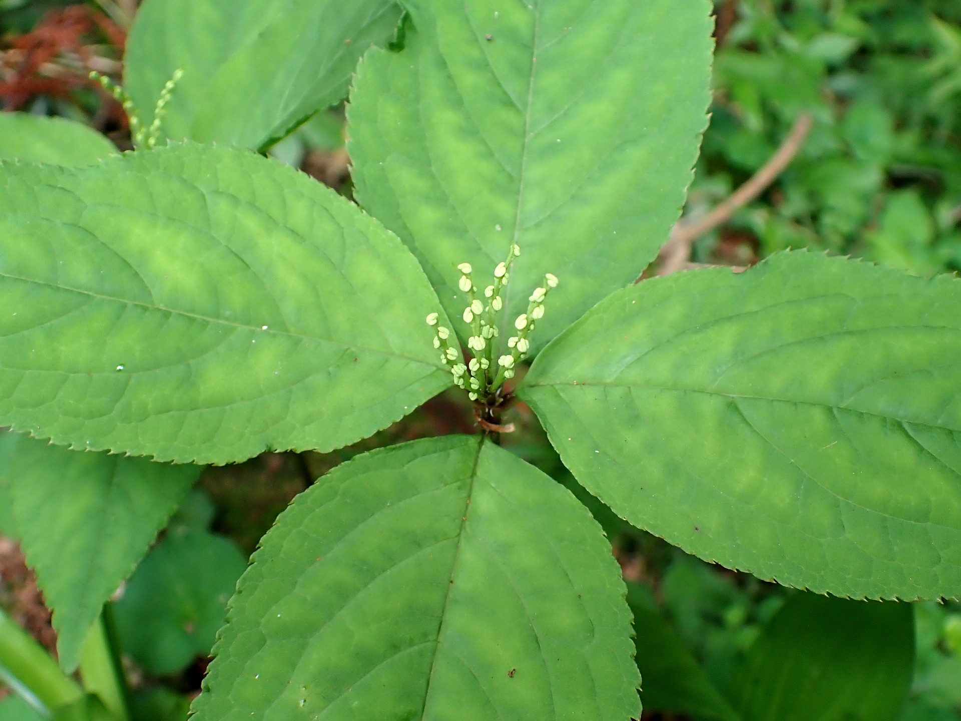 フタリシズカの花の高画質写真です。横浜市 青葉区 寺家ふるさと村で、2024年4月28日に撮影したものです。
