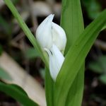 ギンランの花の高画質写真です。横浜市 青葉区 寺家ふるさと村で、2024年4月25日に撮影したものです。