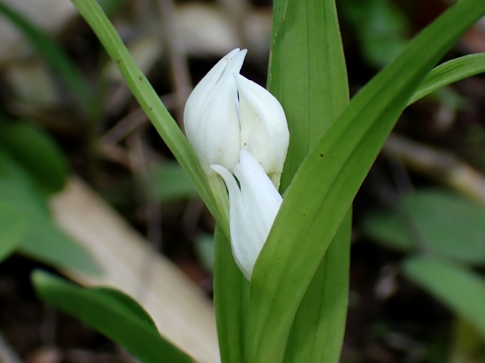 ギンランの花の高画質写真です。横浜市 青葉区 寺家ふるさと村で、2024年4月25日に撮影したものです。