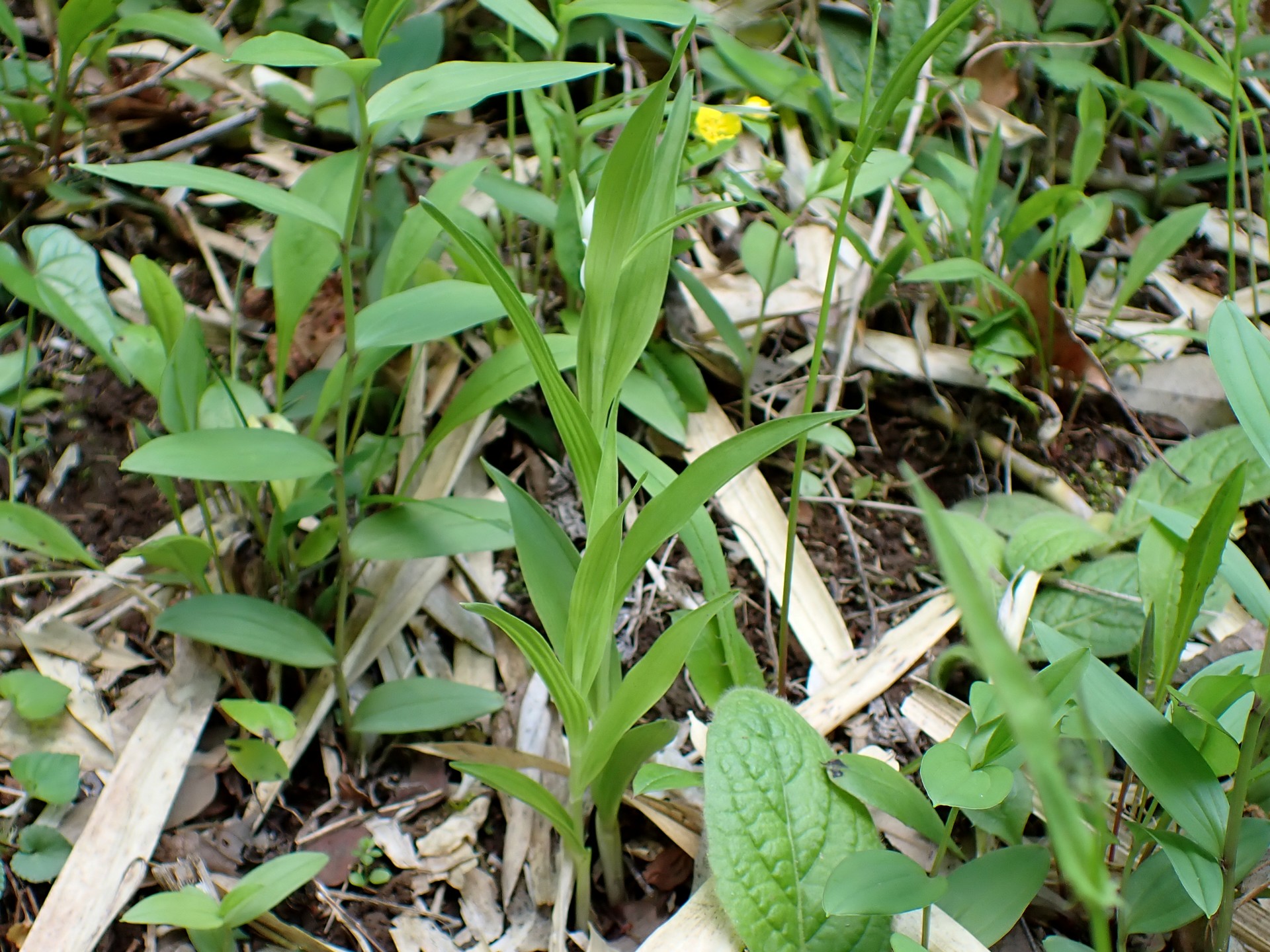 ギンランの花の高画質写真です。横浜市 青葉区 寺家ふるさと村で、2024年4月25日に撮影したものです。
