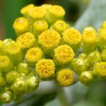 ハハコグサの花の高画質写真です。横浜市 青葉区 寺家ふるさと村で、2024年4月23日に撮影したものです。