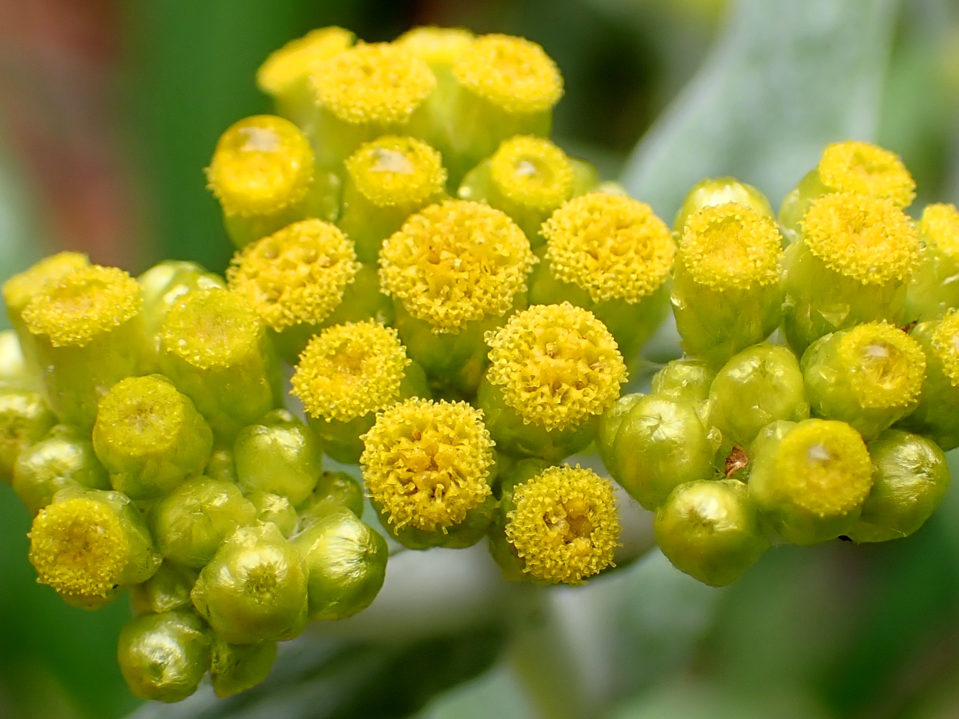 ハハコグサの花の高画質写真です。横浜市 青葉区 寺家ふるさと村で、2024年4月23日に撮影したものです。