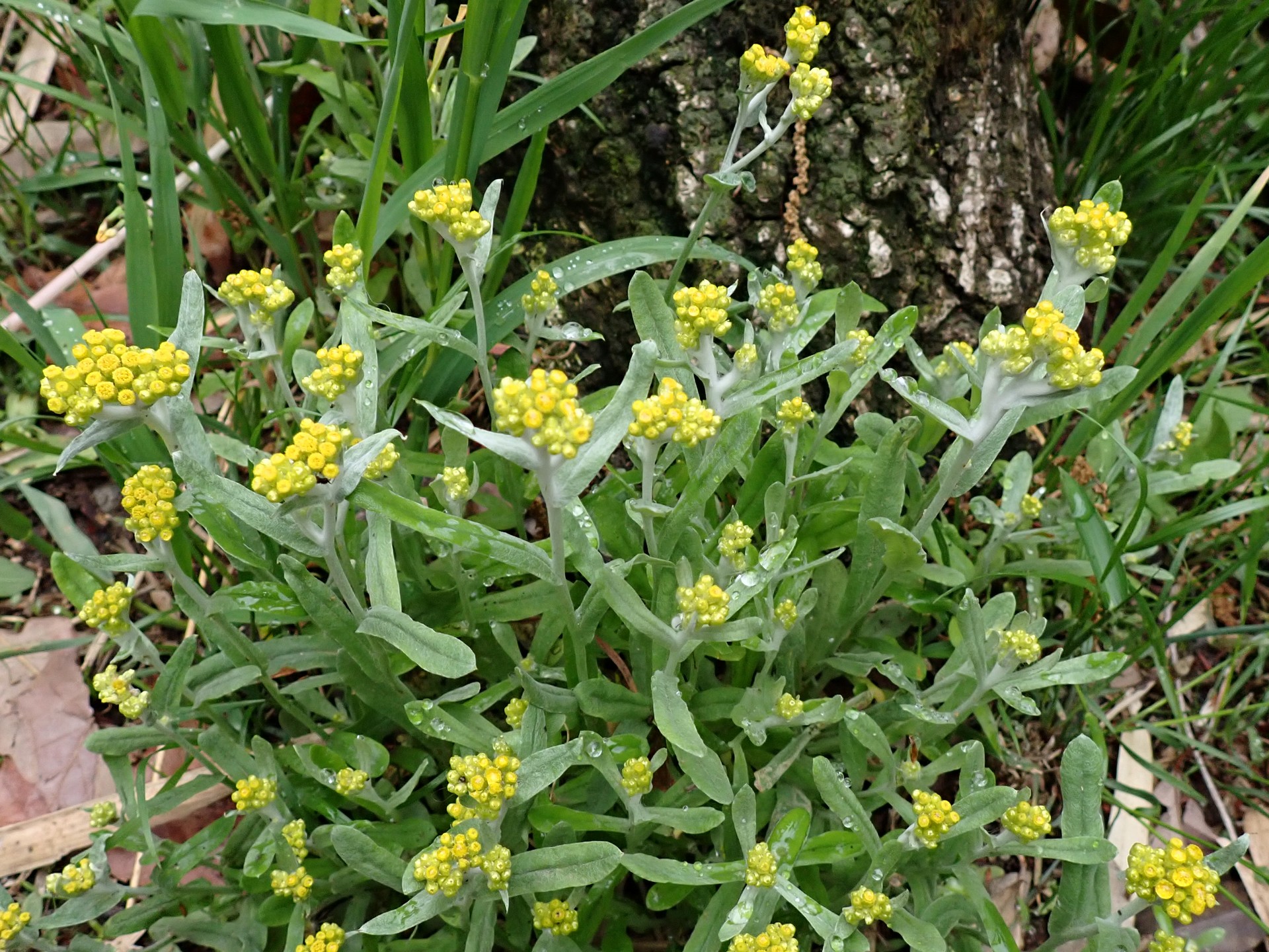 ハハコグサの全体の高画質写真です。横浜市 青葉区 寺家ふるさと村で、2024年4月23日に撮影したものです。