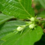 ハコネウツギのつぼみの高画質写真です。横浜市 青葉区 寺家ふるさと村で、2024年4月28日に撮影したものです。