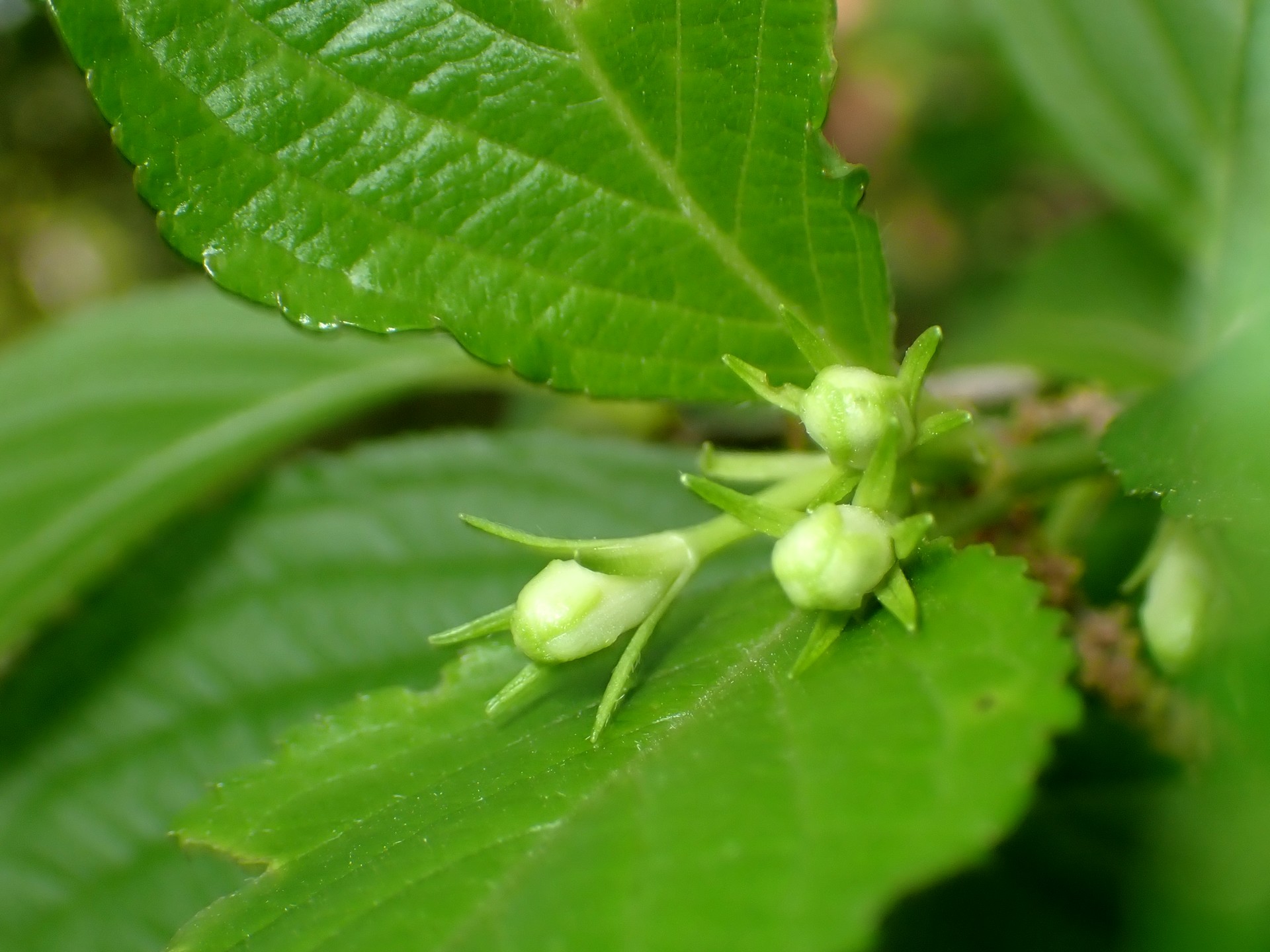 ハコネウツギのつぼみの高画質写真です。横浜市 青葉区 寺家ふるさと村で、2024年4月28日に撮影したものです。