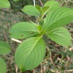 ハコネウツギの新しい葉の高解像度写真です。横浜市 青葉区 寺家ふるさと村で、2024年4月12日に撮影したものです。