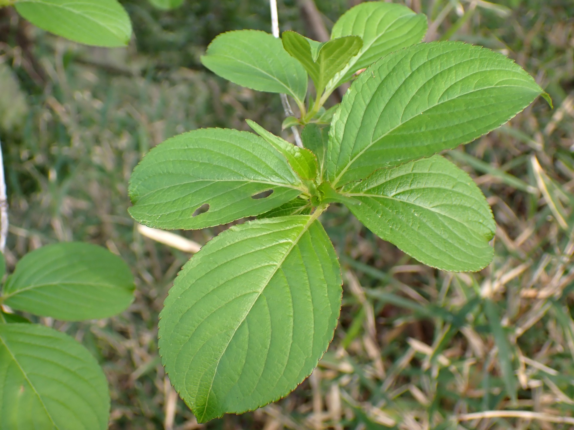 ハコネウツギの新しい葉の高解像度写真です。横浜市 青葉区 寺家ふるさと村で、2024年4月12日に撮影したものです。