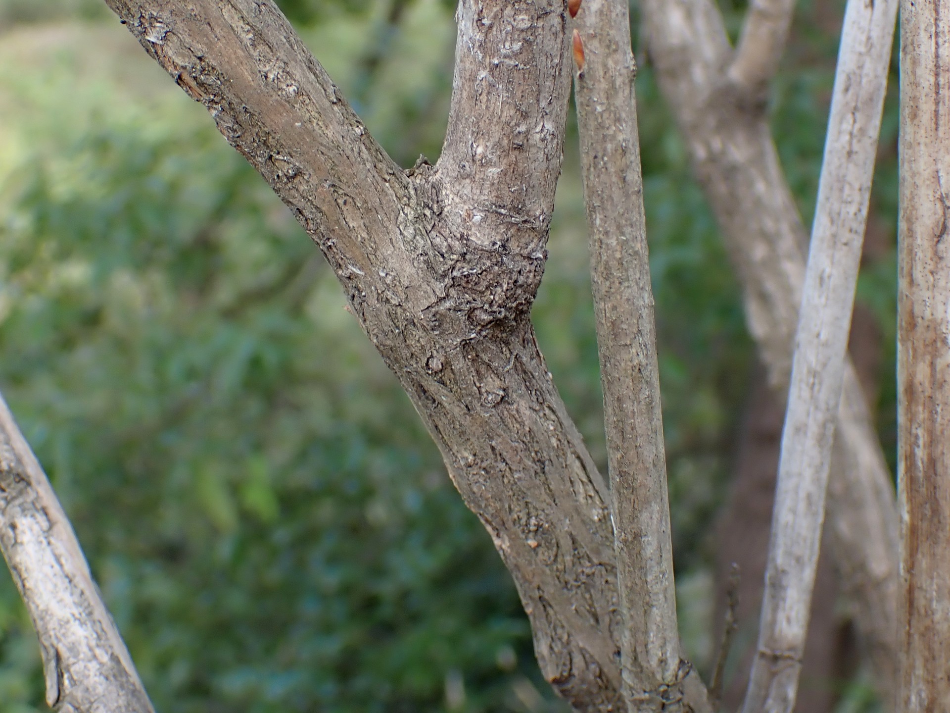 ハコネウツギの木の幹の高解像度写真です。横浜市 青葉区 寺家ふるさと村で、2024年4月12日に撮影したものです。