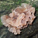 ハナビラニカワタケの高画質写真です。横浜市 青葉区 寺家ふるさと村で、2024年4月25日に撮影したものです。