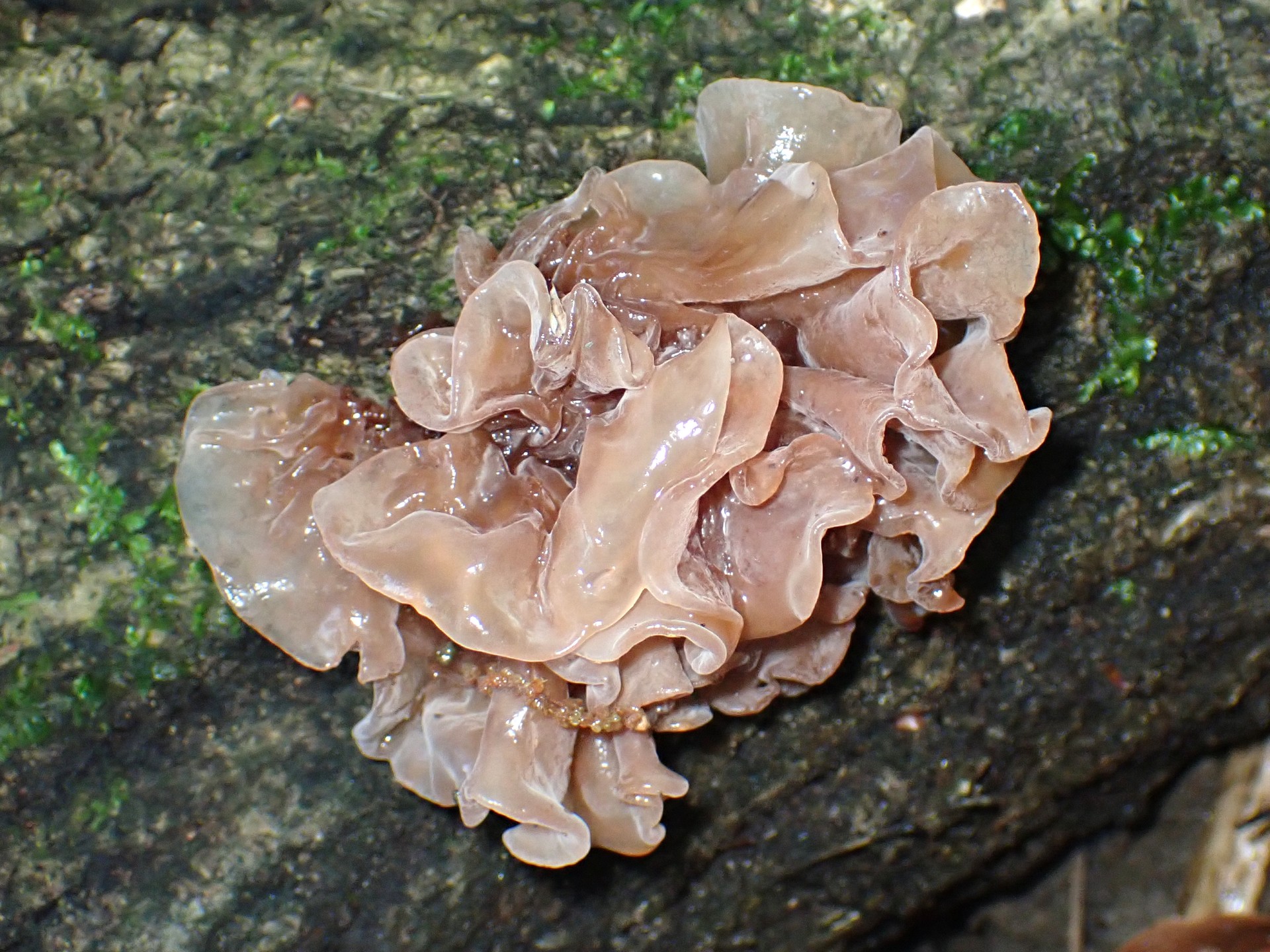 ハナビラニカワタケの高画質写真です。横浜市 青葉区 寺家ふるさと村で、2024年4月25日に撮影したものです。