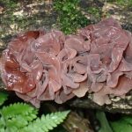 ハナビラニカワタケの高画質写真です。横浜市 青葉区 寺家ふるさと村で、2024年4月27日に撮影したものです。